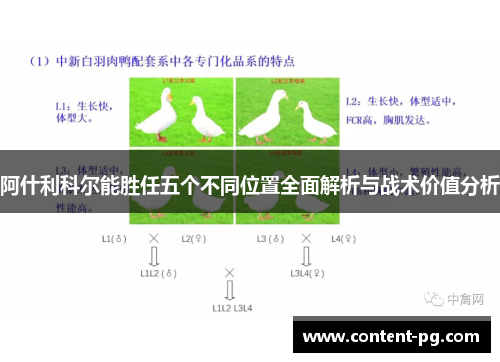 阿什利科尔能胜任五个不同位置全面解析与战术价值分析 阿什利科尔能胜任五个不同位置全面解析与战术价值分析